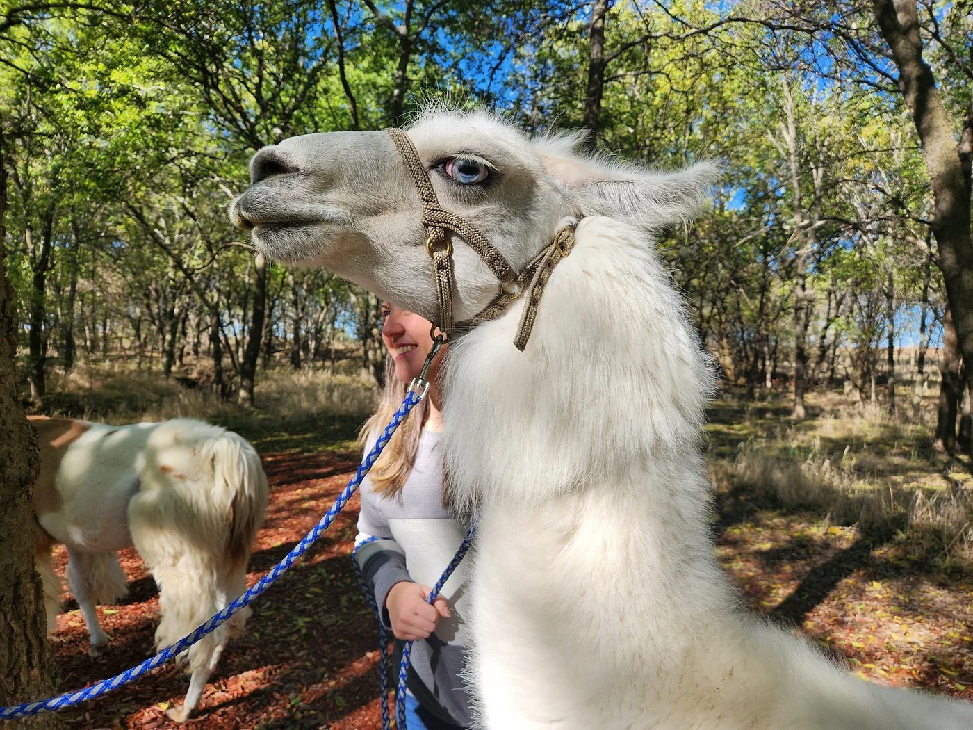Llama Walks | Book Your Llama Adventure Today — ShangriLlama